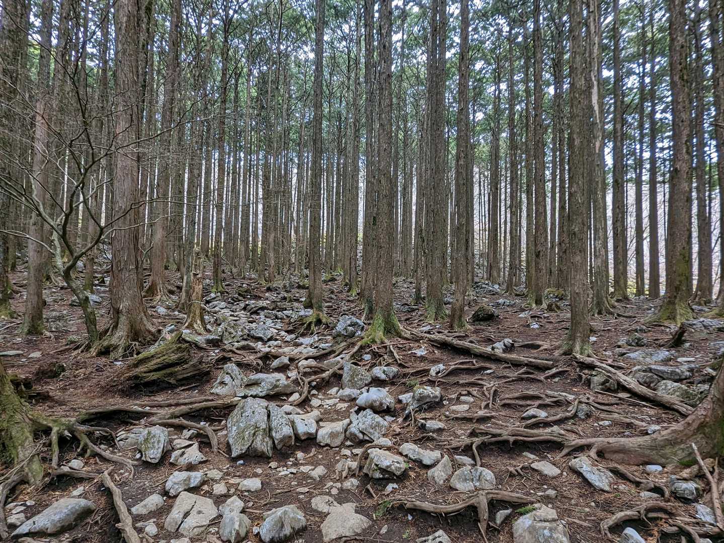 高度を上げ稜線に近づくと参道脇の杉林に石灰岩がゴロゴロ。奥の稜線側が明るいのは空ではなく石灰岩山積み状態で白く見えるため。昔の稜線向こう北面での発破採掘時に、飛散した岩のようです。