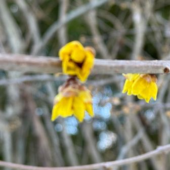 ローバイ花🌼ピントが合わず_🥲