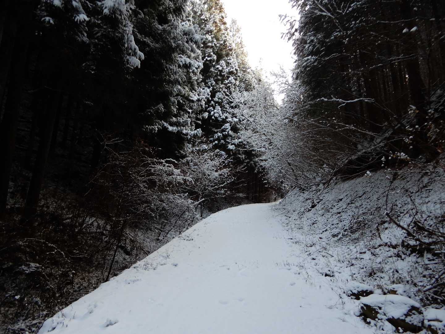 この右手の斜面にいるはずだが、雪まみれ。