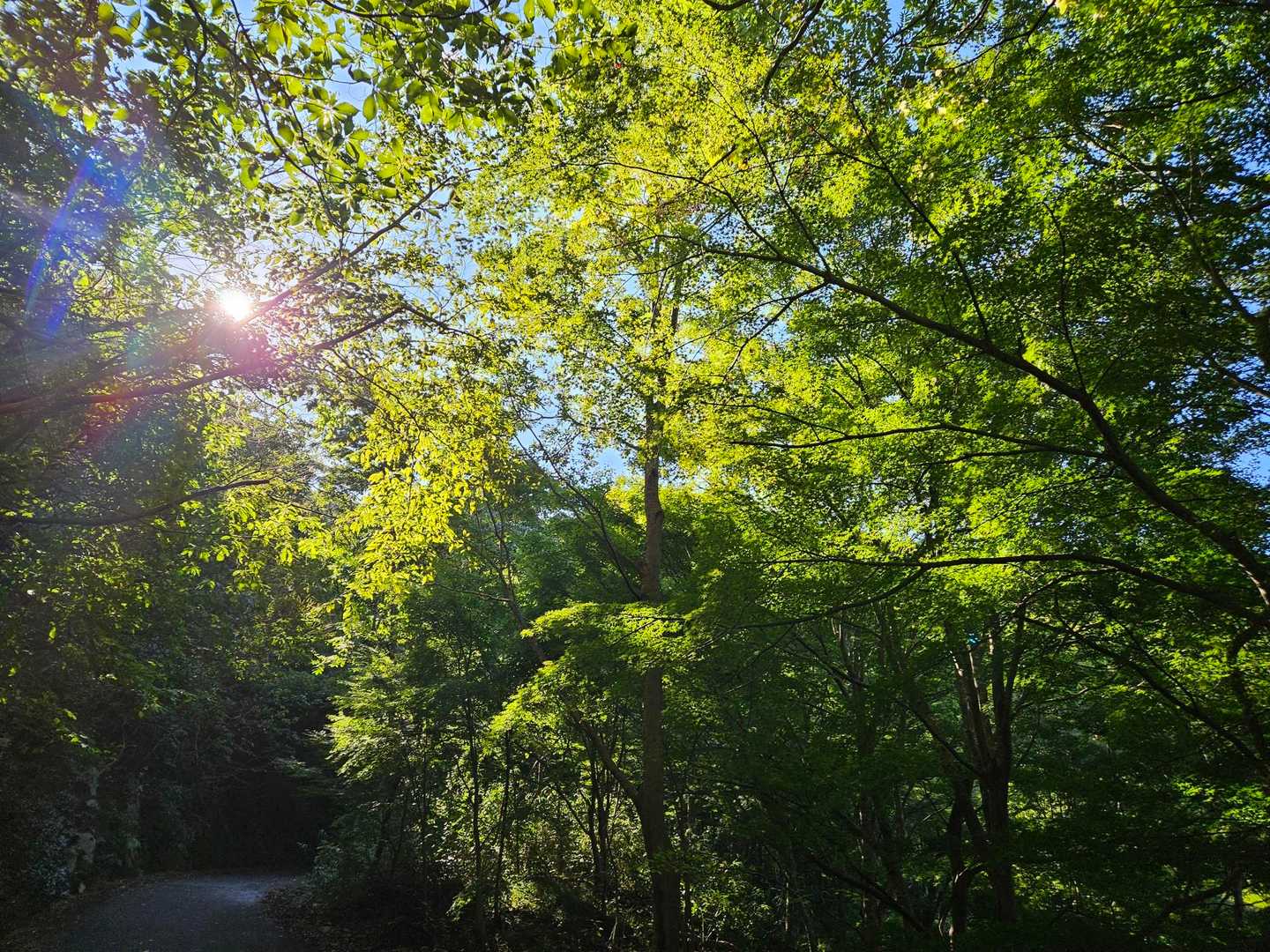 晴れて良かったね。
仕事の遠足も本日も降られずに、良かった🍀
