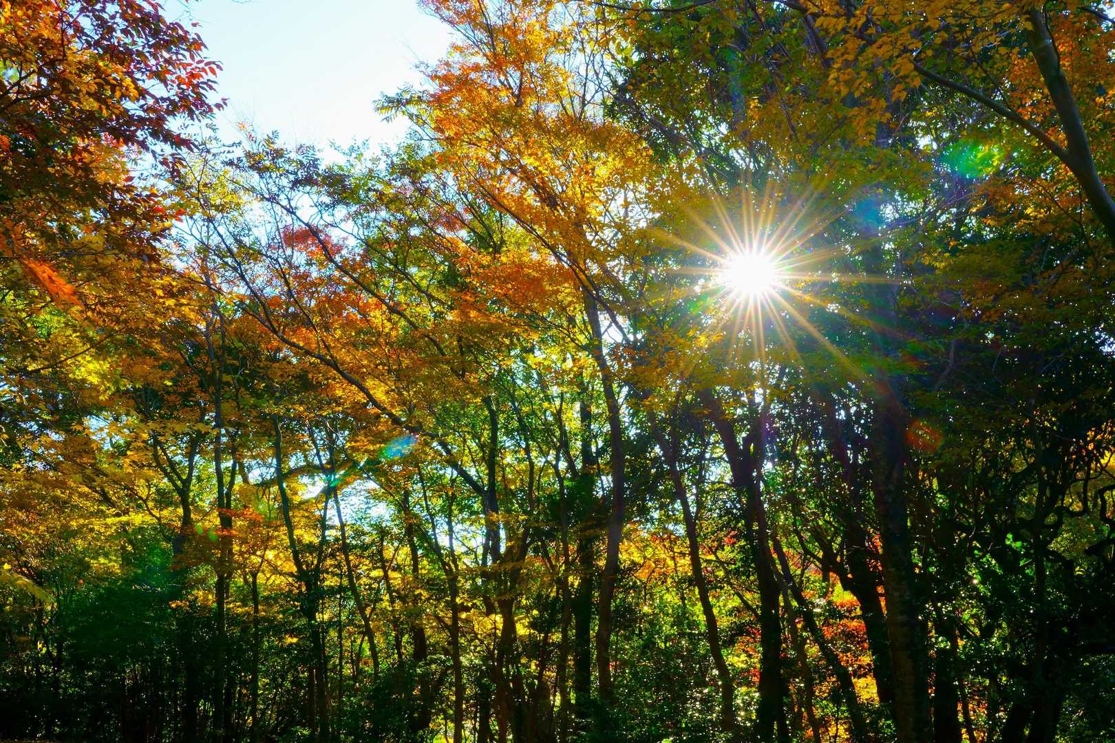 陽光に照らされた紅葉