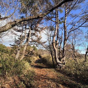 雨ヶ峠の分岐を右へ。
東おたふく山方面へ進みます。