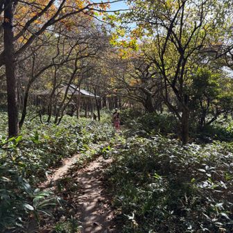 湿原の木道に到着❗️
右回りしちゃってるけど、断然左回りをオススメします💦