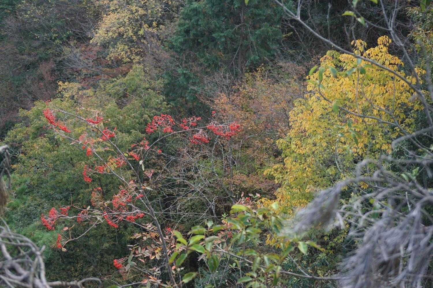 洗足山-鬼ヶ乢-おおなる山-三角山 縦走コースの写真
