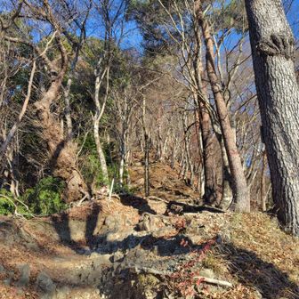 ここから鍋割山山頂までは稜線を急登とフラットで繰り返す💡