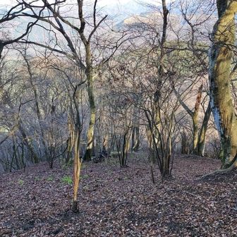 これは押立山前の急斜面を真ん中位まで来て、後ろを振り返りながら写真を撮っているところ。

垂直な崖ではもちろんないのですが、足場が砂地で滑るんですよね。