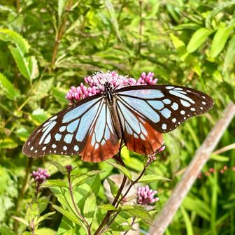 麻耶山天上寺で渡り蝶のアサギマダラに出会うことができました🦋
翅の白い部分は透けていてフジバカマの花のピンク色が見えていました‼️
めっちゃ綺麗な蝶々でした🥰