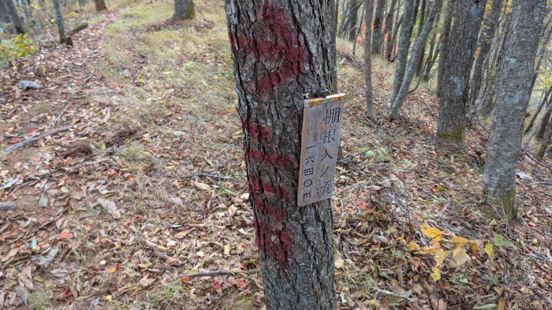 焼山峠-小楢山-小楢峠-大沢ノ頭-妙見山-妙見山-鼓川バス 縦走コースの写真