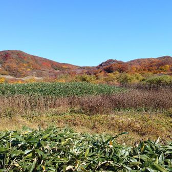 ブナ林を過ぎると湿地帯に入る。