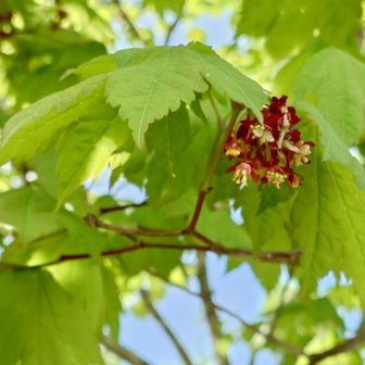 ハウチワカエデの花