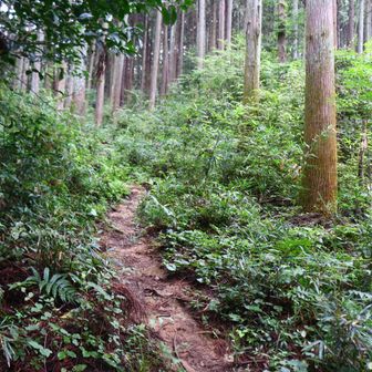 しかし、意を決して進むと、しっかりとした道に出ました。ホッとしました。