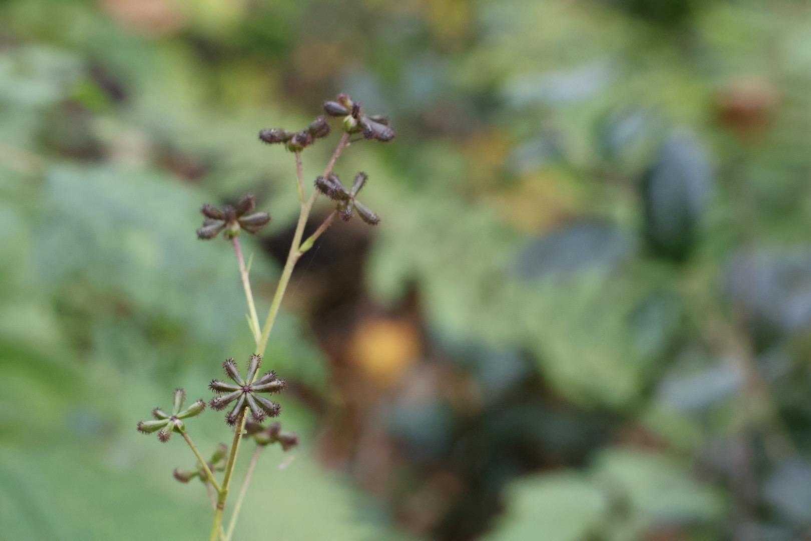 ノブキ　初めて見た👀