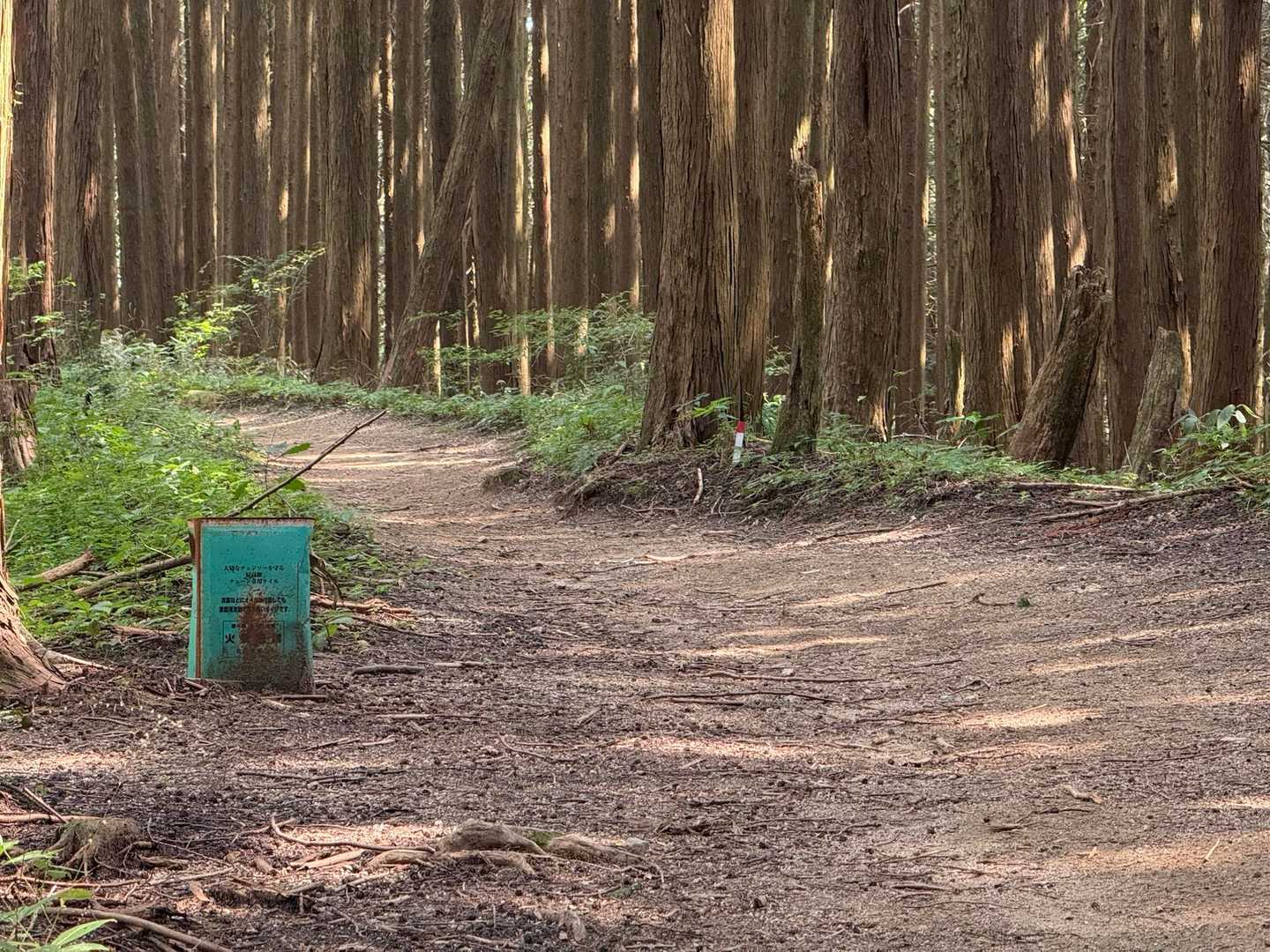 　　　
　　　下りはダイトレ
　　　久しぶりの金剛山はとても静かでした♪
　　　