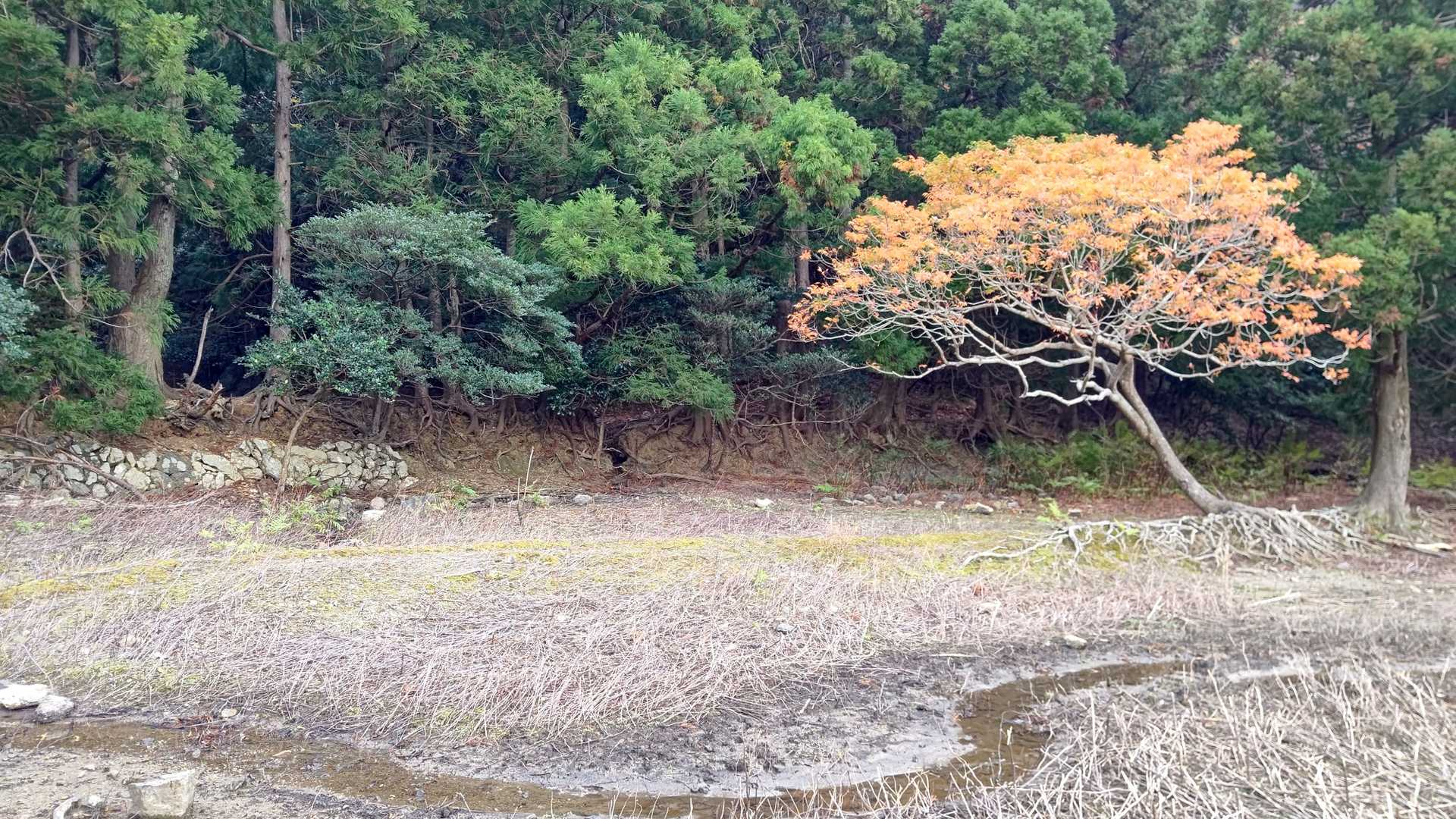 鶴路山 周回コースの写真