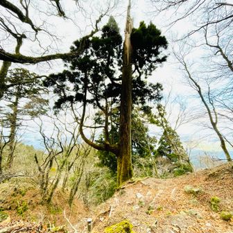 しゃき〜んと尖った奇行種🌲