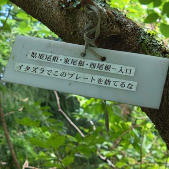 県境尾根ルート、一度登りましたがめちゃめちゃキツイ