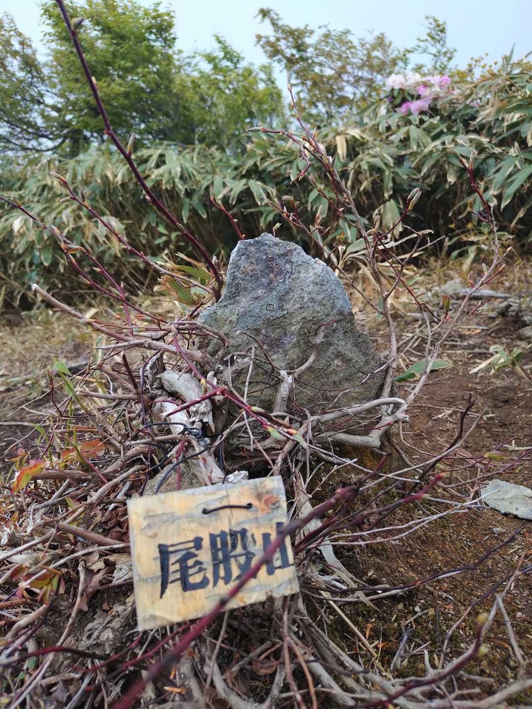 菅倉山 往復コースの写真