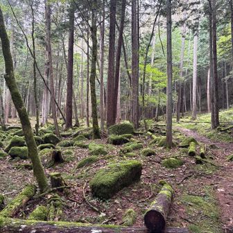 苔に癒され…