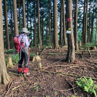 丸芽山山頂　633m
周囲は植林です。展望無し。