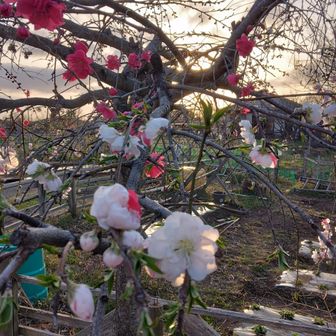 可愛い～　
お花の名前が分かりませーん🤔　
もしかして桜 ですかね?🤔
お花に癒してもらい怪我無く無事下山することが出来ました
今日もありがとう次回も宜しくね宝篋山