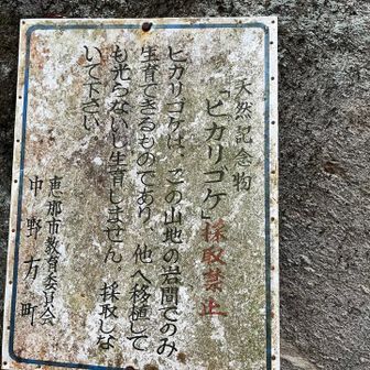 ヒカリゴケ💡さがすが…。