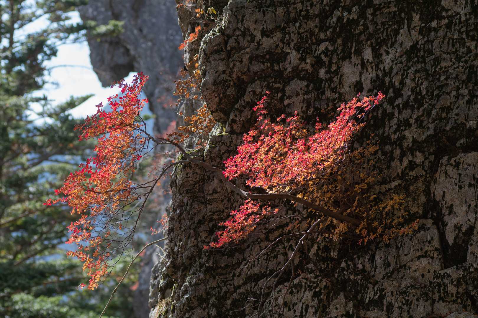 大普賢岳 往復コースの写真