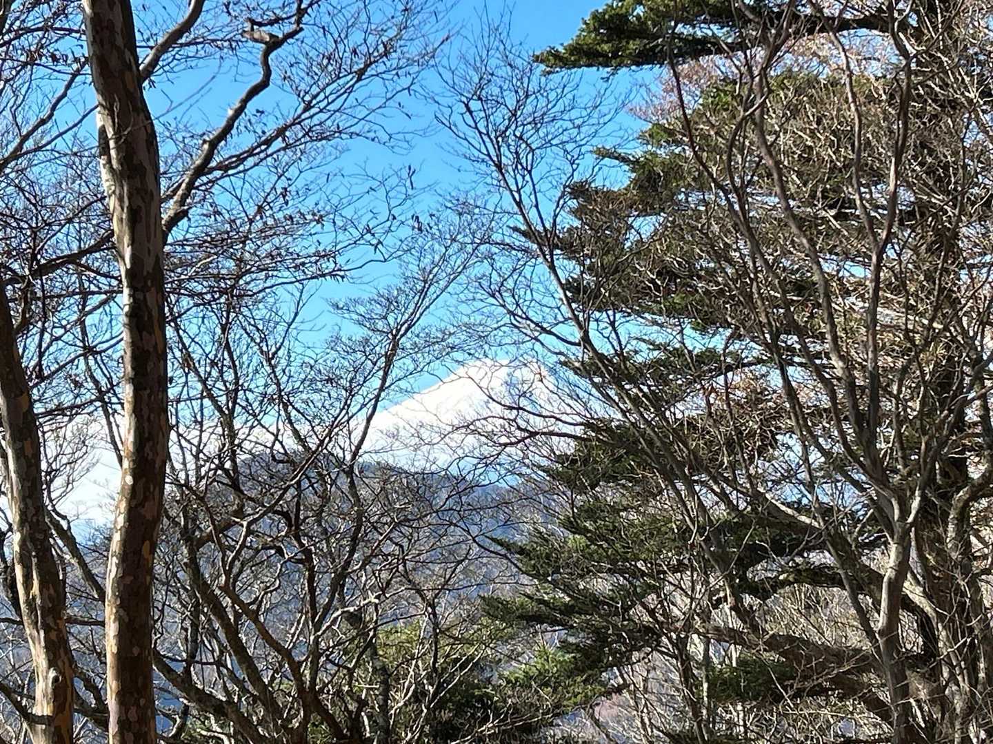 富士山は… 木々の隙間から。