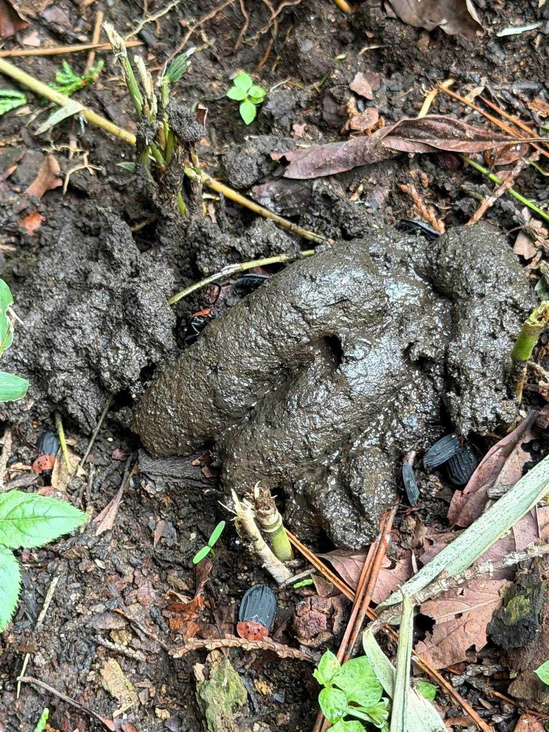 うんこ☆
私の師匠のGPT先生に写真をみせたところ、
GPT先生は猪のうんこや！って言うてはりました☆