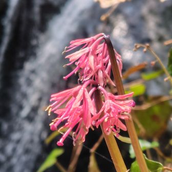 八曽滝前で、一際目立つ赤い猩々袴と一緒に📸