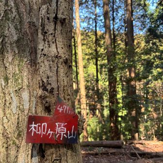 柳ケ原山🏳️‍🌈471m