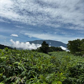 ここ1番笹が深かった
自分の背丈以上あります
