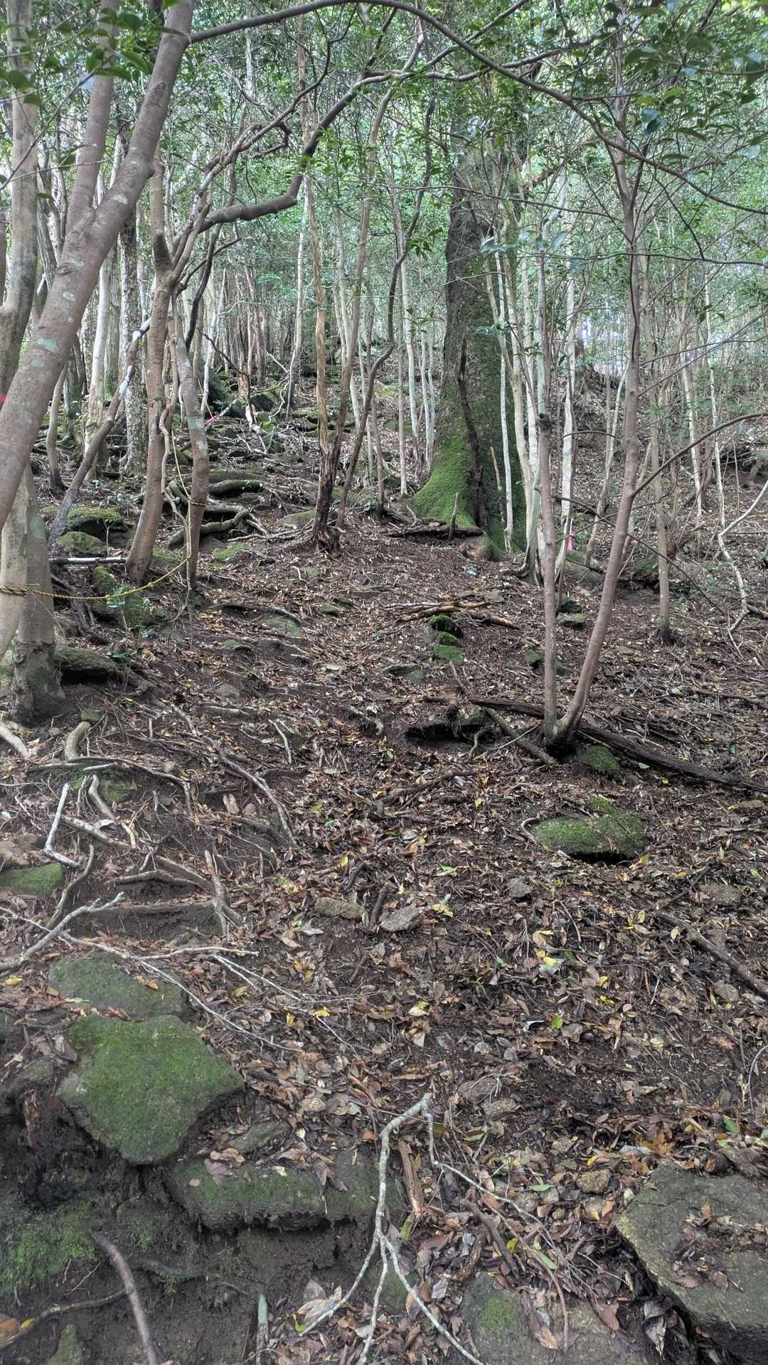 桐原側登山口-子ノ泊山 往復コースの写真