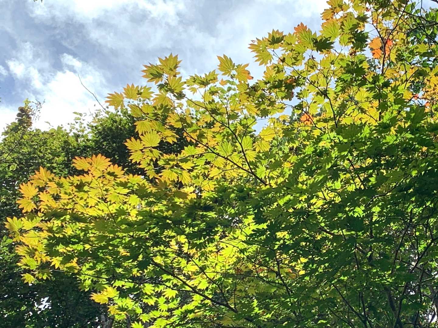 ほんのり紅葉🍁の始まり