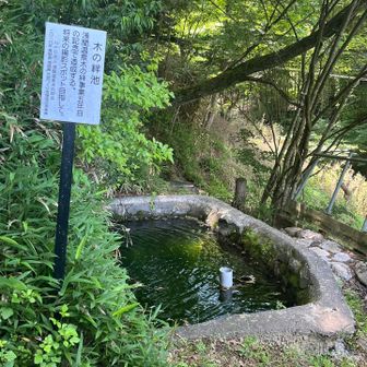 「木の絆池」🙂