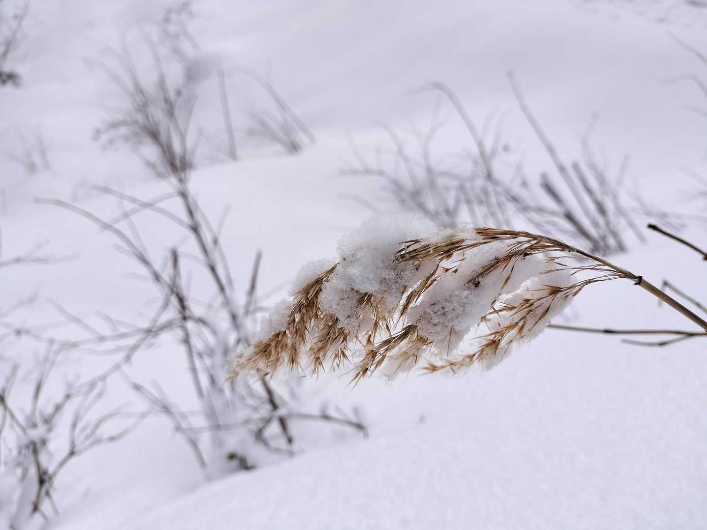 トレースを外れて歩いてもツボ足にならず、見つけたススキに積もる雪⛄️
氷ノ山では見られない光景かも⁉️