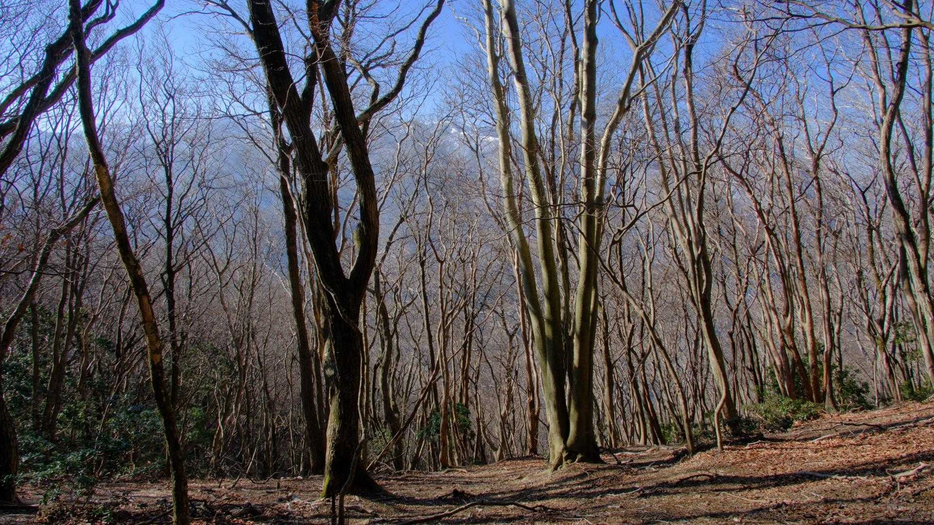 落葉して、御池岳方面が見えています🏔️