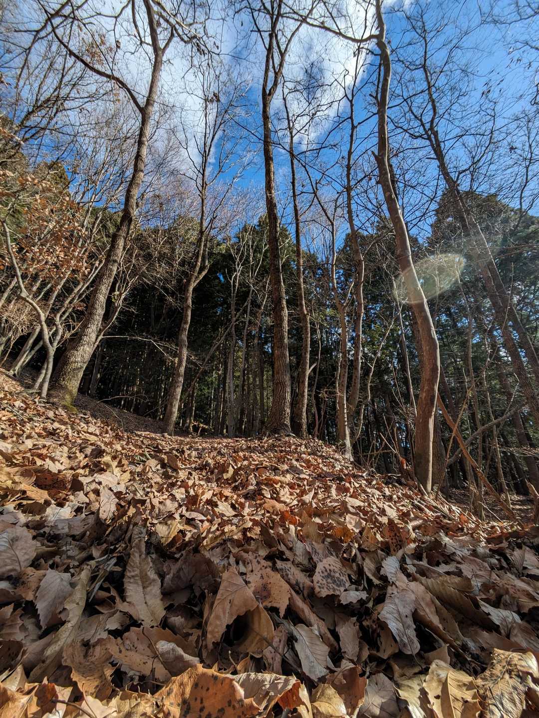 白猪山 周回コースの写真
