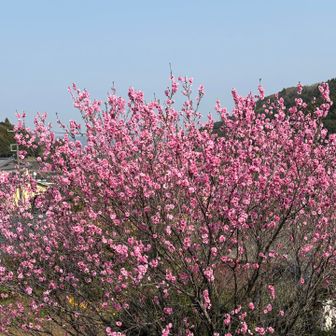 バス待ち時間たくさんあり、近くの民家のお花を見せて頂く