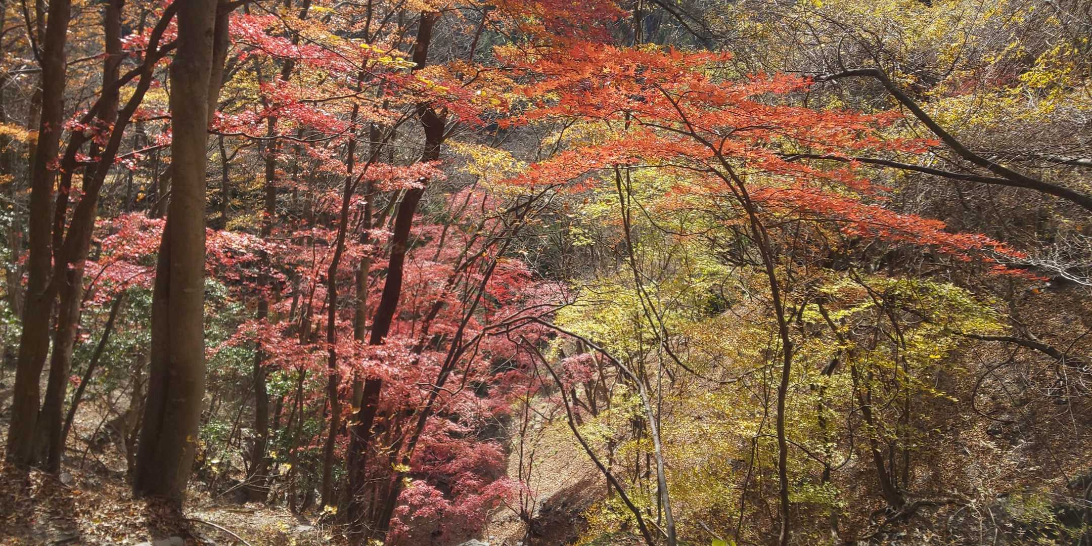 桧沢岳登山口-桧沢岳 周回コースの写真