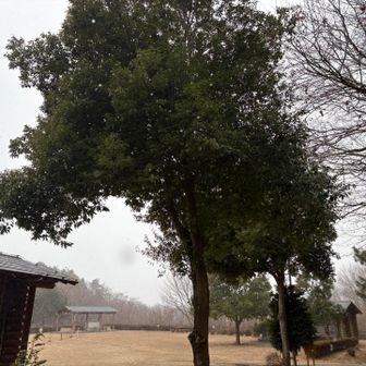 雪強くなり出してヒヤヒヤ