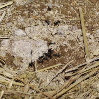 踏まれやすそうな場所に営巣、大きな獲物が入らず右往左往。