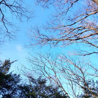 眺望もなし🍐

ピストンで分かりにく〜〜い分岐へ戻ります🏃