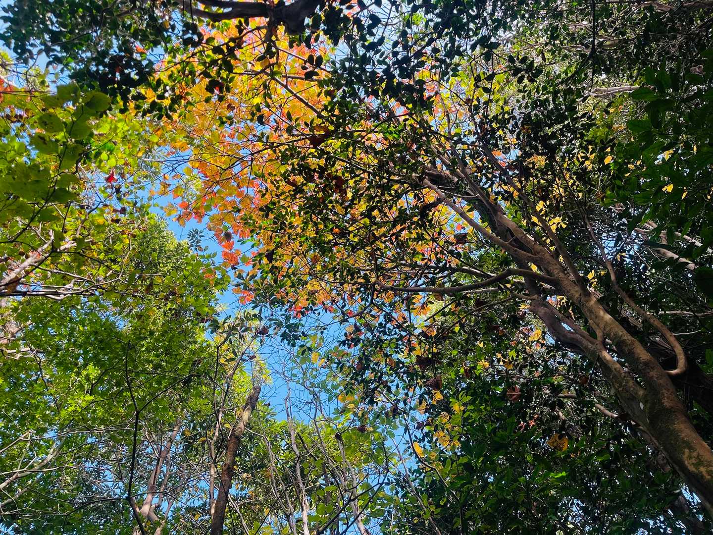 良い感じ🍁🍁