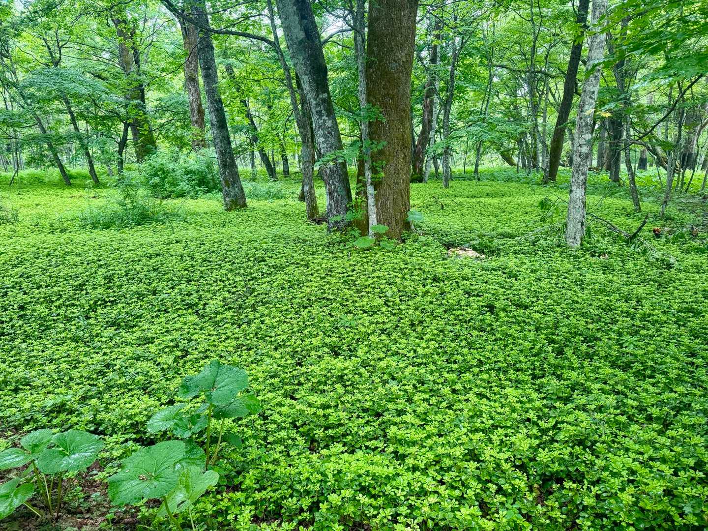 こちらはフッキソウの絨毯🍀