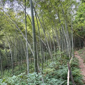 最後は竹林の中を進みます