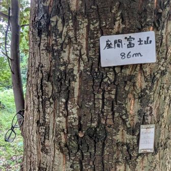 めが活(めがねと一緒に撮影する活動※再掲)