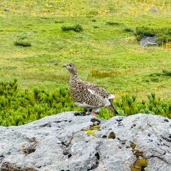 帰り道、不帰ヶ池が見えてきた場所で、突然岩の上にあの鳥が…