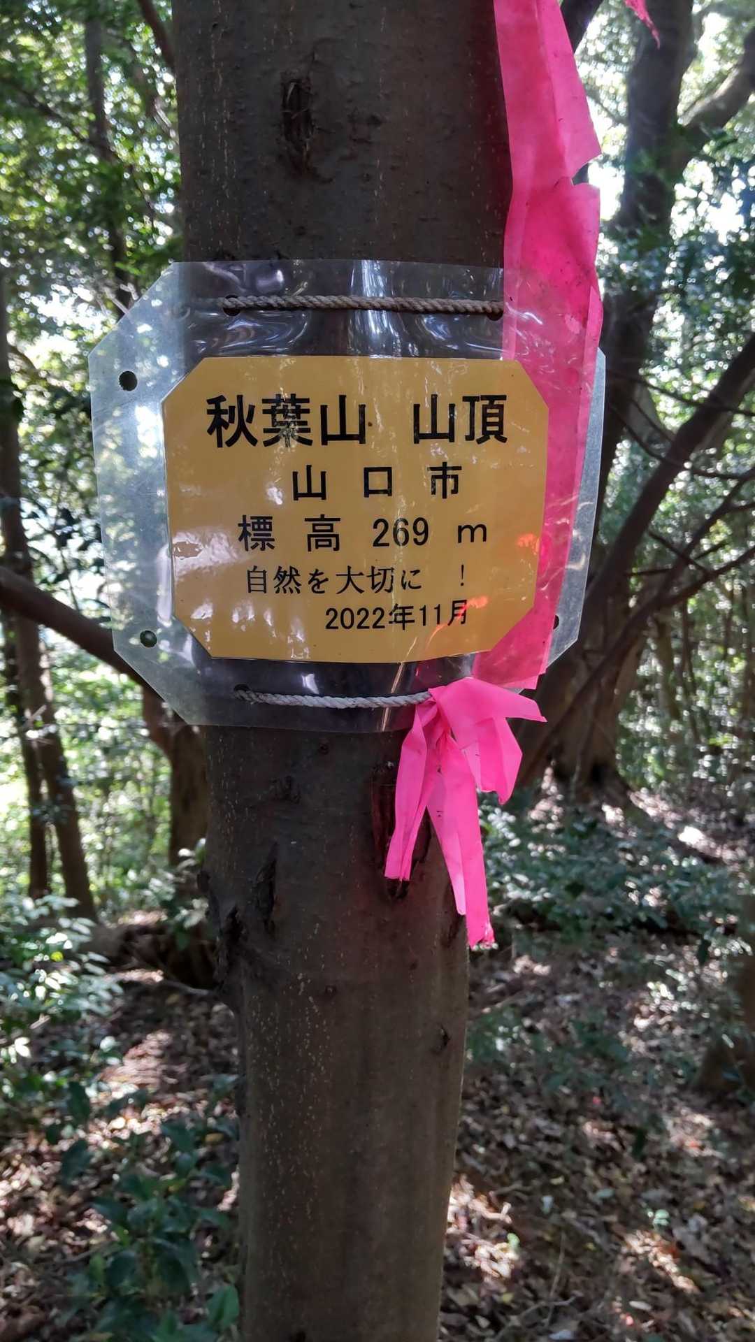 頂上、展望なし😿
