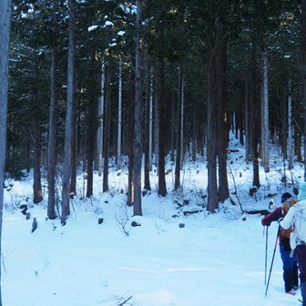 最初は、林道をゆく。。。