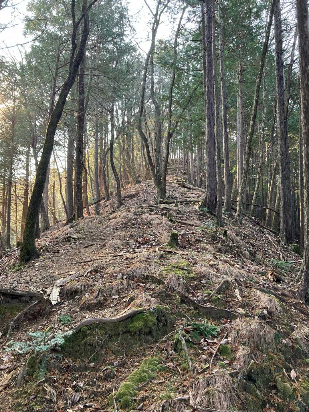 尾出山-高原山-塩沢峠-不動岳 縦走コースの写真
